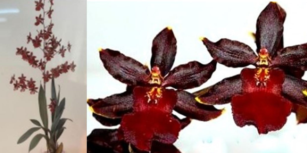 Orchid 50mm Pot Size - Oncidium Wildcat Redcat