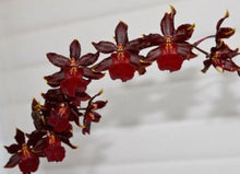 Load image into Gallery viewer, Flask - Oncidium Wildcat Red Star
