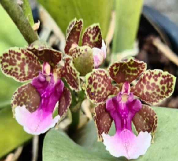 Orchid Seedling 50mm Pot Size - Oncidium lanceanum  - Species
