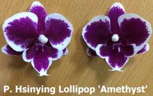 Load image into Gallery viewer, Orchid Seedling 50mm Pot Size - Phalaenopsis Hsinying Lollipop &#39;Amethyst&#39;
