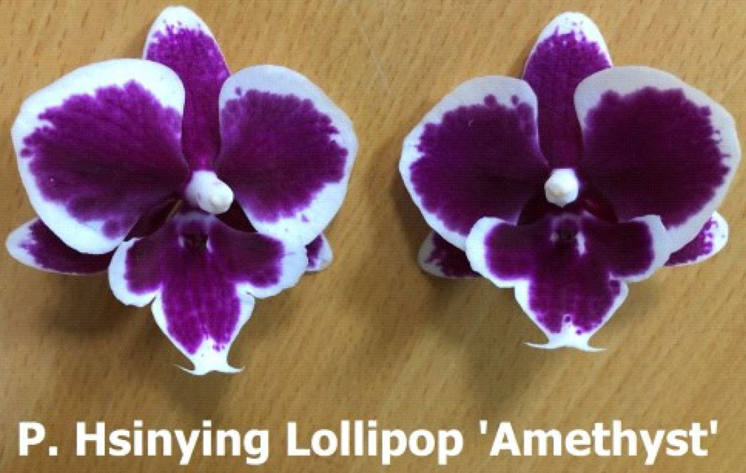 Orchid Seedling 50mm Pot Size - Phalaenopsis Hsinying Lollipop 'Amethyst'