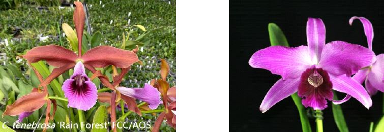 Flask - Cattleya Pacavia