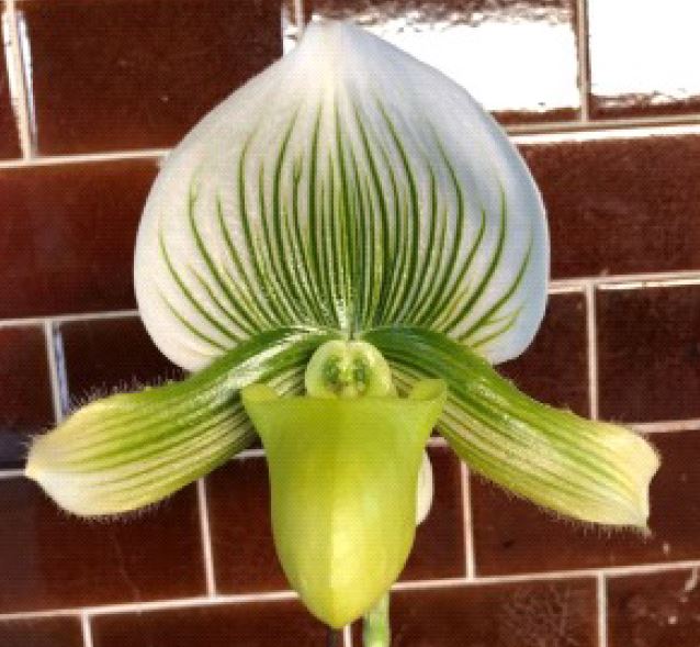 Flask - Paphiopedilum  Paph. Doya Green Prince x sib - Slipper Orchid