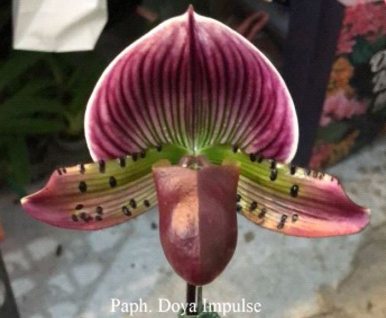 Flask - Paphiopedilum Doya Impulse - Slipper Orchid