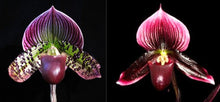 Load image into Gallery viewer, Flask - Paphiopedilum Paph. Hsinying Leopard x Hsinying Macasar - Slipper Orchid

