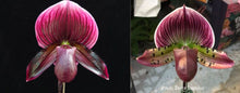 Load image into Gallery viewer, Orchid Seedling 50mm Pot Size - Paphiopedilum Hung Shen Bay x Doya Impulse
