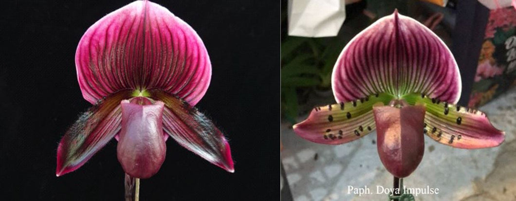Orchid Seedling 50mm Pot Size - Paphiopedilum Hung Shen Bay x Doya Impulse
