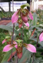 Load image into Gallery viewer, Flask - Paphiopedilum Paph vilosum x appletonianum   - Slipper Orchid
