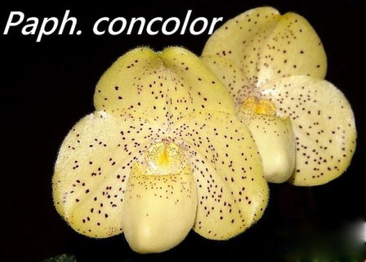 Flask - Paphiopedilum Paph. concolor x sib - Slipper Orchid species