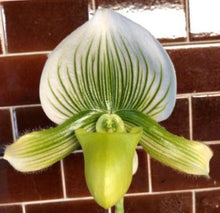 Load image into Gallery viewer, Flask - Paphiopedilum Paph. Doya Green Prince x wardii album - Slipper Orchid
