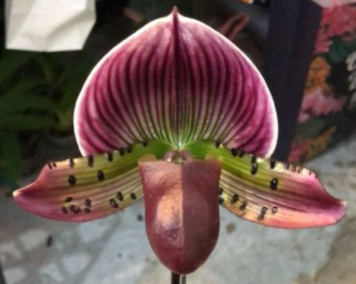 Orchid Seedling 50mm Pot Size - Paphiopedilum Doya Impulse