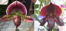 Load image into Gallery viewer, Flask - Paphiopedilum Paph Doya Impulse x Red Shift - Slipper Orchid
