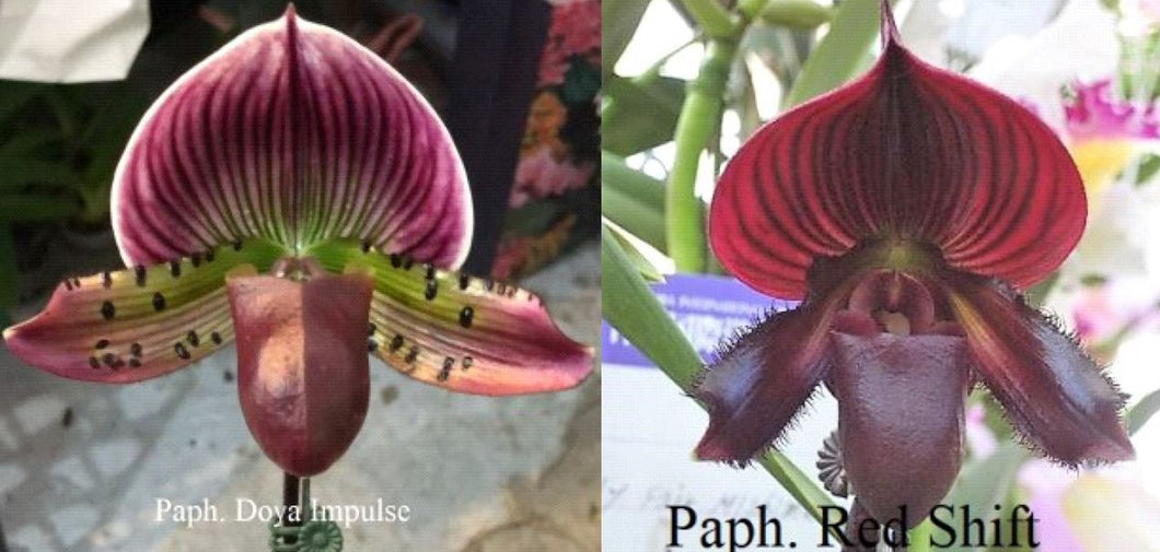 Flask - Paphiopedilum Paph Doya Impulse x Red Shift - Slipper Orchid