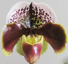 Load image into Gallery viewer, Flask - Paphiopedilum  Paph. Enzan Kitty  - Slipper Orchid
