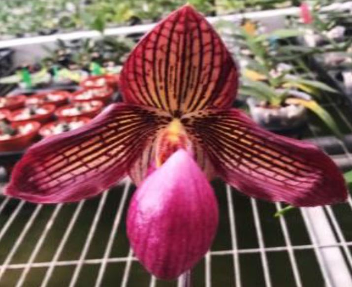 Flask Paphiopedilum Paph. Gloria Naugle 'Red' Slipper Orchid
