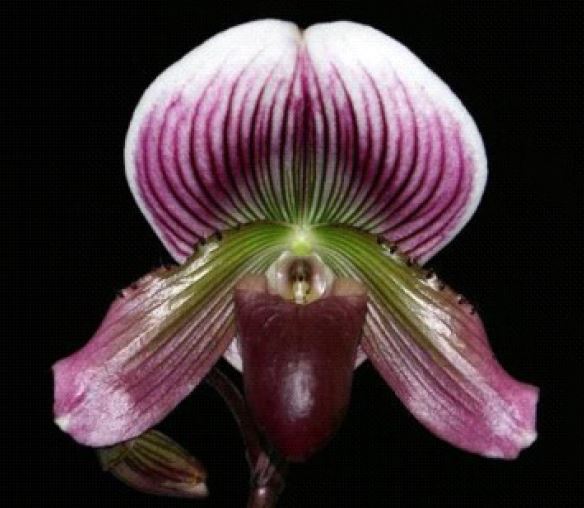 Flask - Paphiopedilum Paph Hsinying Carlos x Doya Youbeautiful - Slipper Orchid