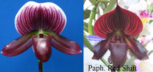 Load image into Gallery viewer, Flask - Paphiopedilum Paph Hsinying Carlos x Red Shift - Slipper Orchid

