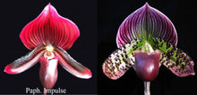 Load image into Gallery viewer, Flask - Paphiopedilum Paph. Impulse x Hsinying Leopard  - Slipper Orchid
