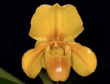 Load image into Gallery viewer, Flask - Paphiopedilum  Paph. In Charm Gold x rungsuriyanum - Slipper Orchid
