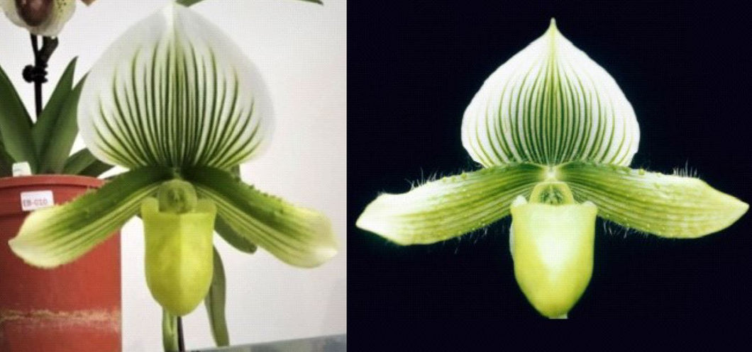 Flask - Paphiopedilum Paph In-Charm Silver Bell x Somers Isles - Slipper Orchid