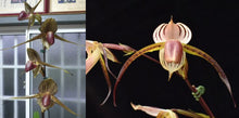 Load image into Gallery viewer, Flask - Paphiopedilum  Paph. Lady Isabel (rothschildianum x stonei &#39;Martin&#39;  - Slipper Orchid
