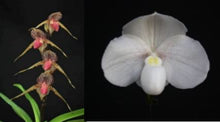 Load image into Gallery viewer, Flask - Paphiopedilum  Paph. Lady rothschild x niveum   - Slipper Orchid
