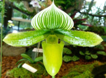 Load image into Gallery viewer, Flask - Paphiopedilum Paph. Makuli x In Charm Silver Bell - Slipper Orchid
