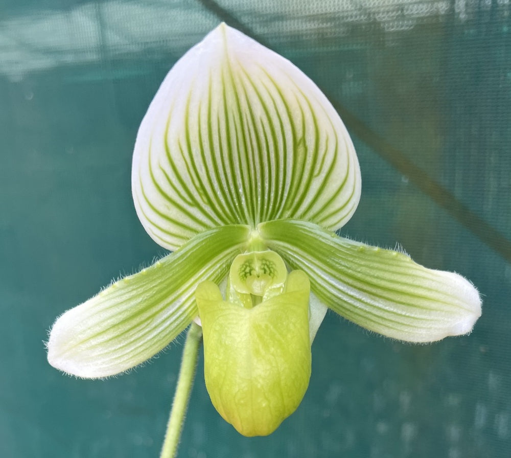 Flowering Size Orchid - Paphiopedilum Midori World 'Handsome' x Hilo Platinum 'Double Premium'