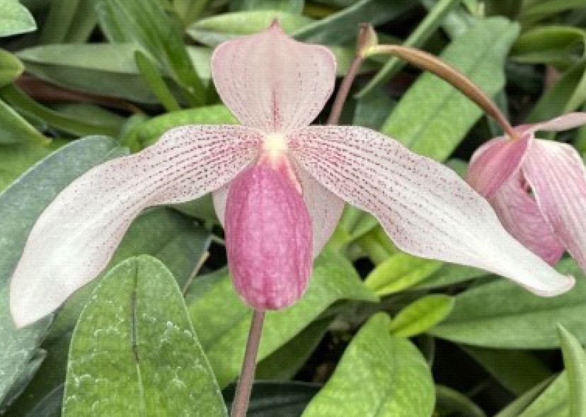 Flask - Paphiopedilum  Paph. Pink Sky (Lady Isabel x delenatii)  - Slipper Orchid