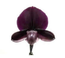 Load image into Gallery viewer, Flask - Paphiopedilum Paph Doya Red Rose x sib - Slipper Orchid
