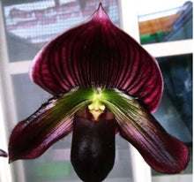 Load image into Gallery viewer, Flask - Paphiopedilum Paph Hsinying Carlos x Doya Youbeautiful - Slipper Orchid
