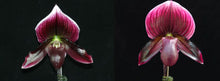 Load image into Gallery viewer, Flask - Paphiopedilum Paph Hsinying Yahoo x Hung Sheng Bay - Slipper Orchid
