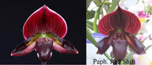 Load image into Gallery viewer, Orchid Seedling 50mm Pot Size - Paphiopedilum Hung Shen Bay x Red Shift
