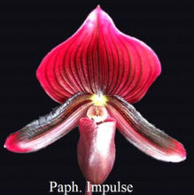 Load image into Gallery viewer, Orchid Seedling 50mm Pot Size - Paphiopedilum Hung Shen Bay x Impulse
