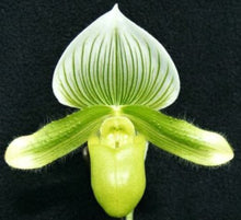Load image into Gallery viewer, Flask - Paphiopedilum Paph. Makuli x In Charm Silver Bell - Slipper Orchid
