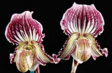 Load image into Gallery viewer, Flask - Paphiopedilum Paph Hsinying Web xShadow Magic x fairrieanum  - Slipper Orchid
