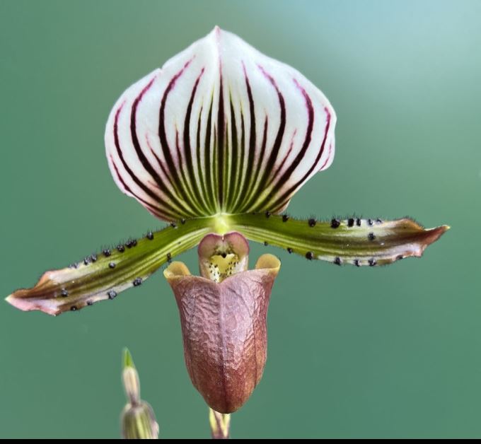 Flask - Paphiopedilum Paph lawrenceanum  - Slipper Orchid species