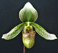 Load image into Gallery viewer, Flask - Paphiopedilum Paph parnatanum  - Slipper Orchid species
