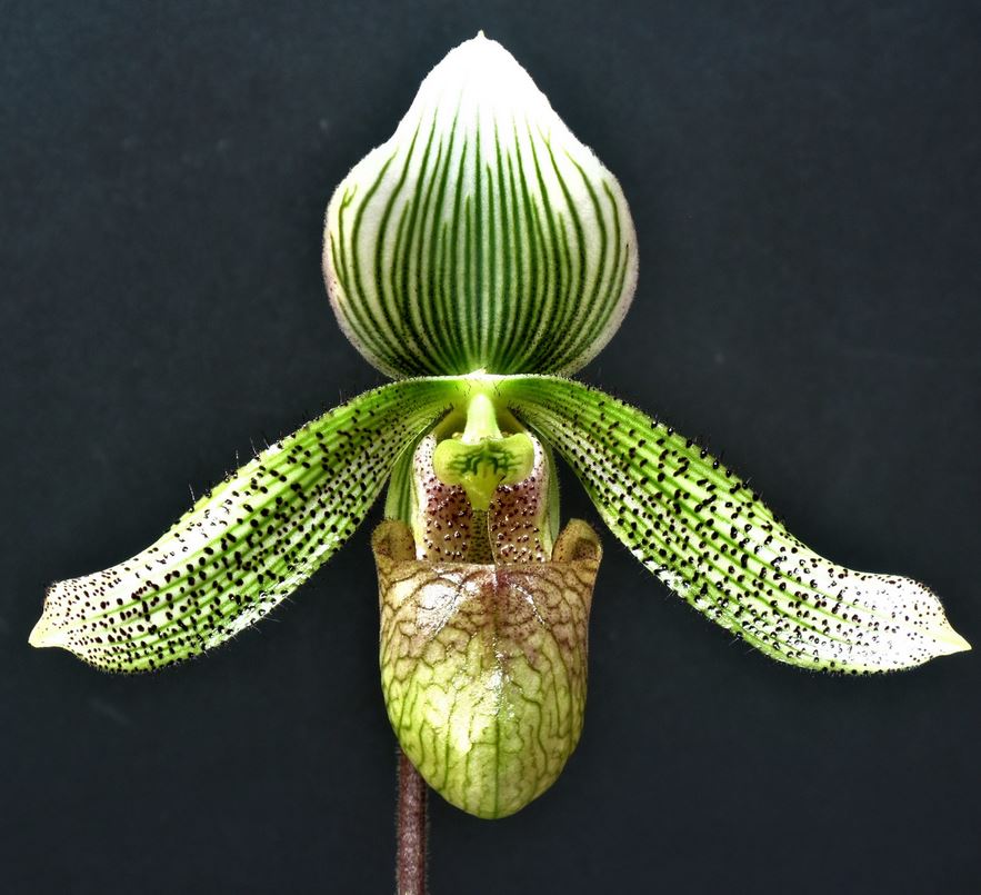 Flask - Paphiopedilum Paph parnatanum  - Slipper Orchid species