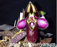 Load image into Gallery viewer, Flask - Paphiopedilum  Paph. In Charm Gold x rungsuriyanum - Slipper Orchid
