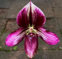 Load image into Gallery viewer, Flask - Paphiopedilum Paph rungsuriyanum  x Hsinying Carlos - Slipper Orchid
