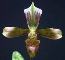 Load image into Gallery viewer, Flask - Paphiopedilum Paph tonsum &quot;Shun Fa&#39; x self  - Slipper Orchid species
