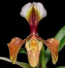Load image into Gallery viewer, Flask - Paphiopedilum Paph vilosum x appletonianum   - Slipper Orchid
