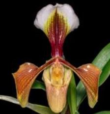 Flask - Paphiopedilum Paph vilosum x appletonianum   - Slipper Orchid