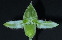 Load image into Gallery viewer, Flask - Paphiopedilum Paph. Doya Green Prince x wardii album - Slipper Orchid
