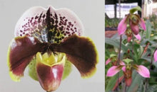 Load image into Gallery viewer, Flask - Paphiopedilum  Paph. appletonianum x Enzan Kitty  - Slipper Orchid
