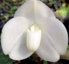 Flask - Paphiopedilum Paph bellatulum album x sib (Haur Jih #167 x Haur Jih #193) - Slipper Orchid species