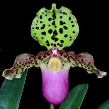 Load image into Gallery viewer, Flask - Paphiopedilum Paph henryanum  - Slipper Orchid species
