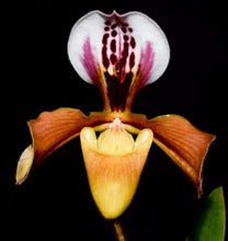 Load image into Gallery viewer, Flask - Paphiopedilum Paph christensonianum x chamberlainianum   - Slipper Orchid
