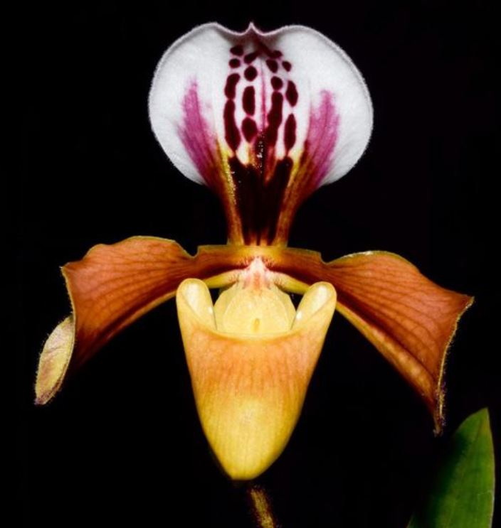 Flask - Paphiopedilum Paph christensonianum x chamberlainianum   - Slipper Orchid